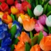 wooden tulips 3772517 960 720.jpg
