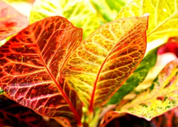 When And Where To Watch Oscar-Winning Film Anora In India