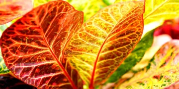 When And Where To Watch Oscar-Winning Film Anora In India