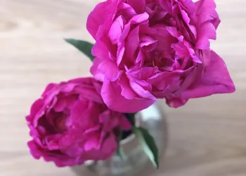 Ivanky Dsiplayport-Kabel