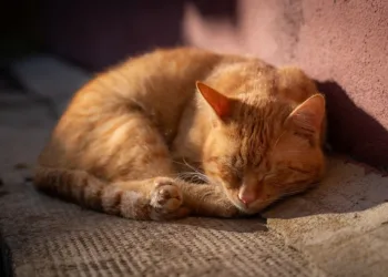 How to Use Your Secondary Weapon in Monster Hunter Wilds: A Complete Guide