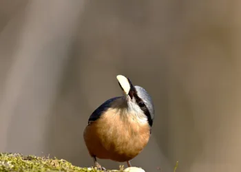 How to Cook a Well-Done Steak in Monster Hunter: Wilds