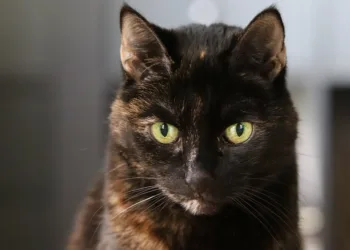 How To Get The Best Picture From Your Sony TV: Change These Essential Settings