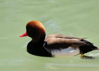 How to Mount Monsters in Monster Hunter Wilds: A Complete Guide