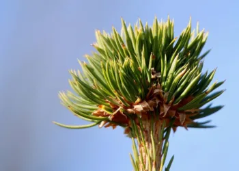 How To Optimize Picture Quality on Your TCL TV: Essential Settings to Change