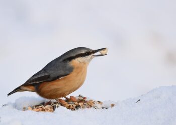 How to Unlock and Use Fast Travel in Assassin's Creed Shadows