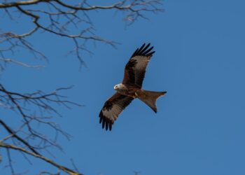 How to Get Married in Inzoi: A Comprehensive Guide