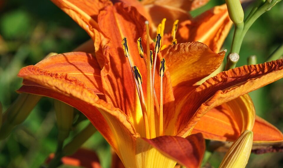 How to Drive a Car in Inzoi: A Comprehensive Guide