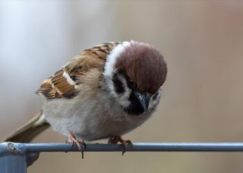 ai generated 8476781 960 720.jpg