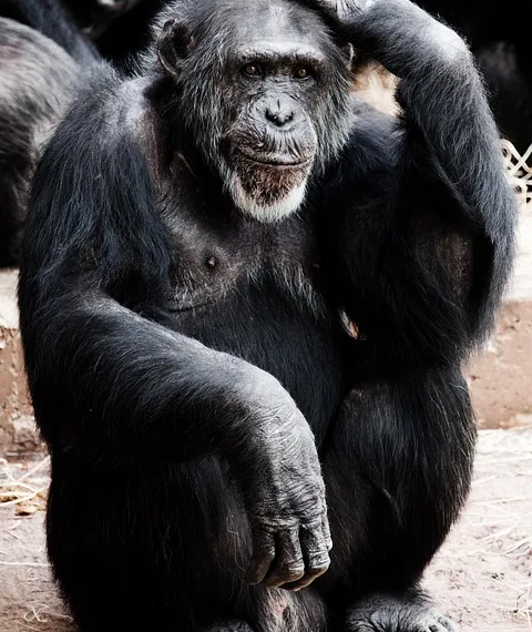 animal 17671 960 720.jpg