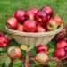 apples 4504611 960 720.jpg