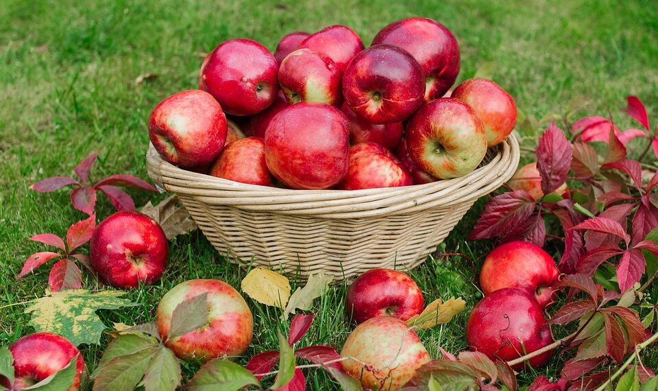 apples 4504611 960 720.jpg