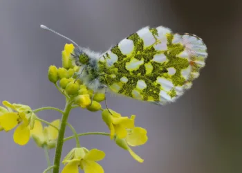 butterfly 9440751 960 720.jpg