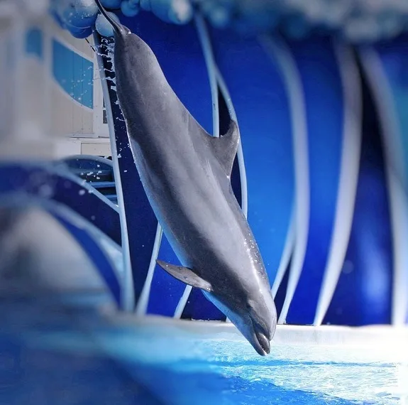 dolphin 58604 960 720.jpg