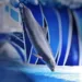 dolphin 58604 960 720.jpg