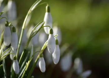 snowdrops 9433482 960 720.jpg