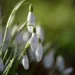 snowdrops 9433482 960 720.jpg