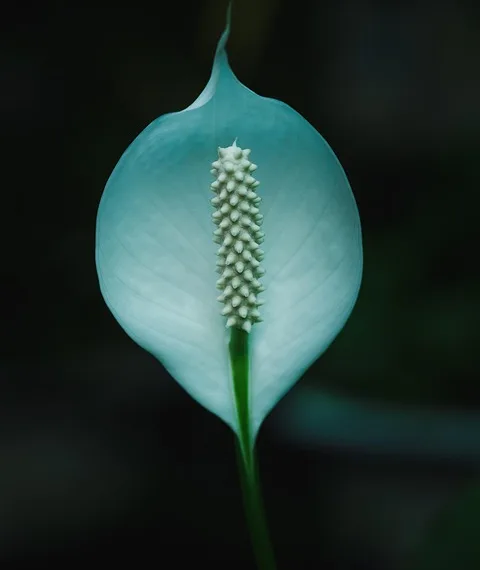 white flower 4666729 960 720.jpg