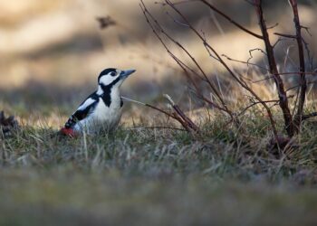 woodpecker 9459351 960 720.jpg