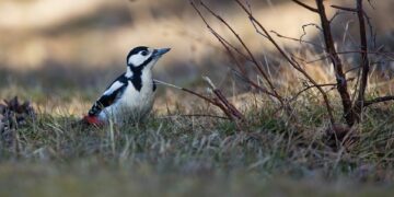 woodpecker 9459351 960 720.jpg