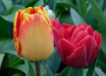 Did Hailey Unfollow Justin Bieber? She Finally Breaks Silence