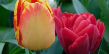 Did Hailey Unfollow Justin Bieber? She Finally Breaks Silence