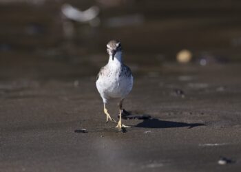 How To Find and Defeat a Burgeon in Clair Obscur: Expedition 33