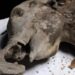 Ancient Mammoth Yana: A 130,000-Year-Old Specimen Bares All