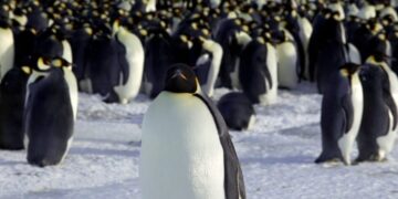 Antarctic Islands Face More Than Penguins: Impact of Trump Tariffs