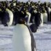 Antarctic Islands Face More Than Penguins: Impact of Trump Tariffs