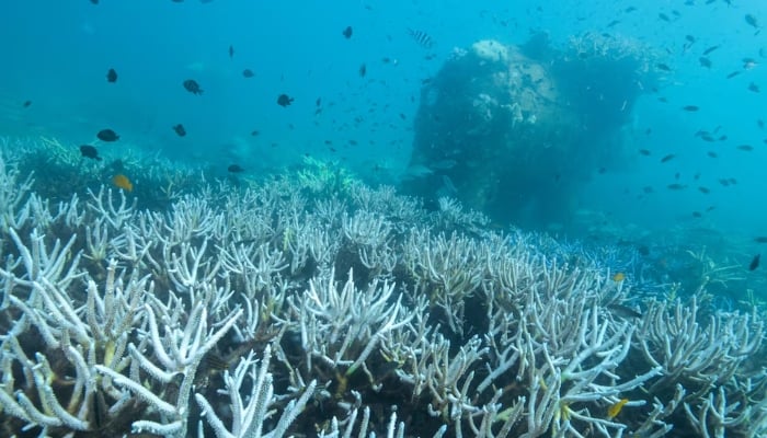 Bleached corals near a bull statue in a Koh Mak reef, Trat province, Thailand, May 8, 2024. — Reuters