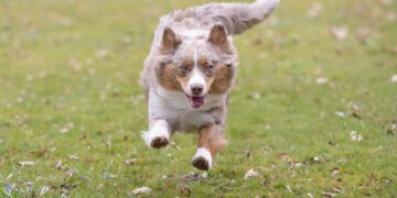 Ed Sheeran Serenades 'Azizam' From Delhi's Historic Rooftops