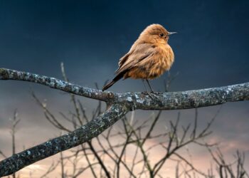 Hailey Bieber Clarifies Why She Unfollowed Husband Justin Bieber