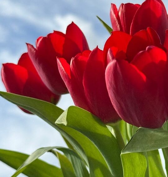 Impossible: The Final Reckoning' Receives Earlier Release Date