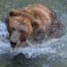Russian Man Survives Bear Attack Amid Rising Moscow Sightings