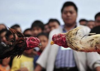 US Man Risks Prison, $250K Fine for Hosting Rooster Fights