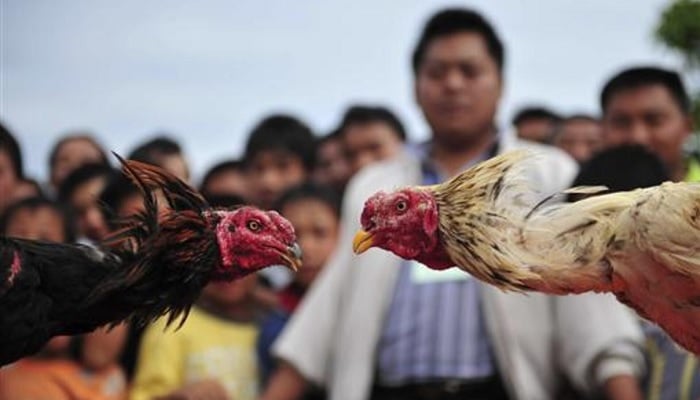US Man Risks Prison, $250K Fine for Hosting Rooster Fights