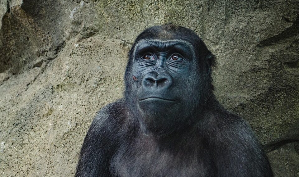 animal 1834771 960 720.jpg