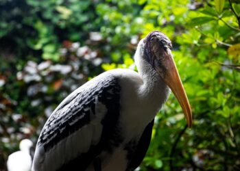 bird 7867621 960 720.jpg