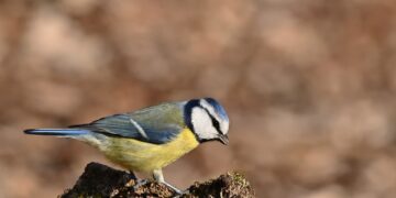 blue tit 9487073 960 720.jpg