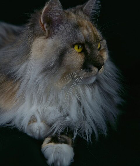 cat 9470966 960 720.jpg