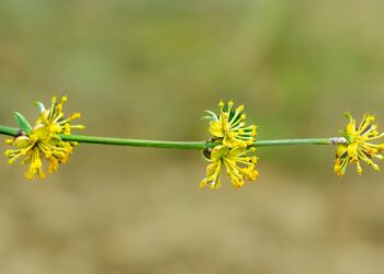 cornel cherry 9490729 960 720.jpg