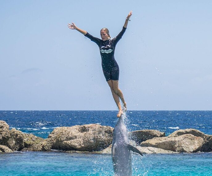 dolphin 906178 960 720.jpg