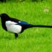 magpie 5009482 960 720.jpg