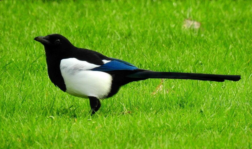 magpie 5009482 960 720.jpg