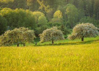 meadow 7196549 960 720.jpg