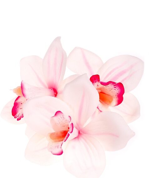 orchid 1469129 960 720.jpg