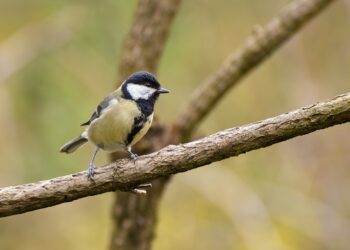 How to Join the FBC: Firebreak Closed Beta Test