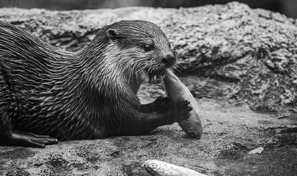 Otter mobile app