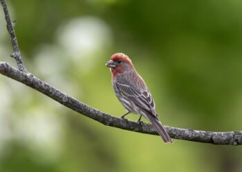 How to Watch the Google I/O 2025 Keynote Live